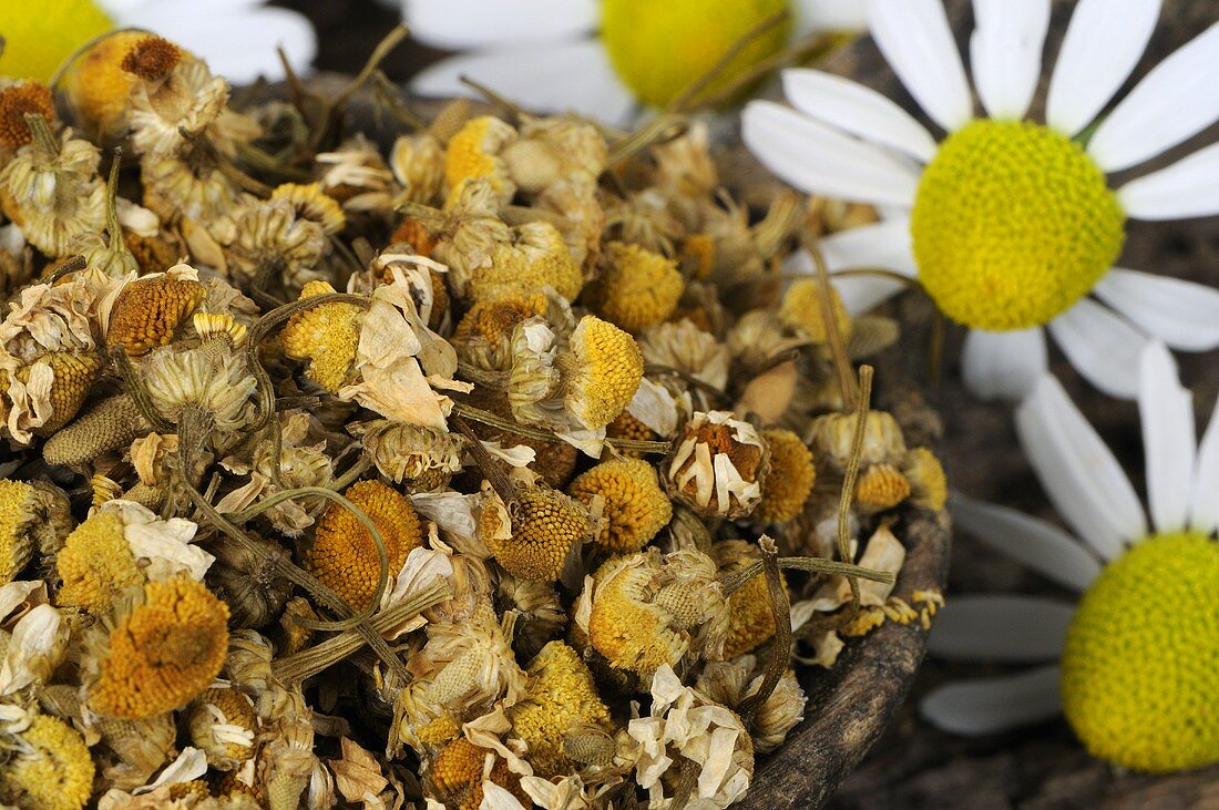 Dried and fresh chamomile flowers