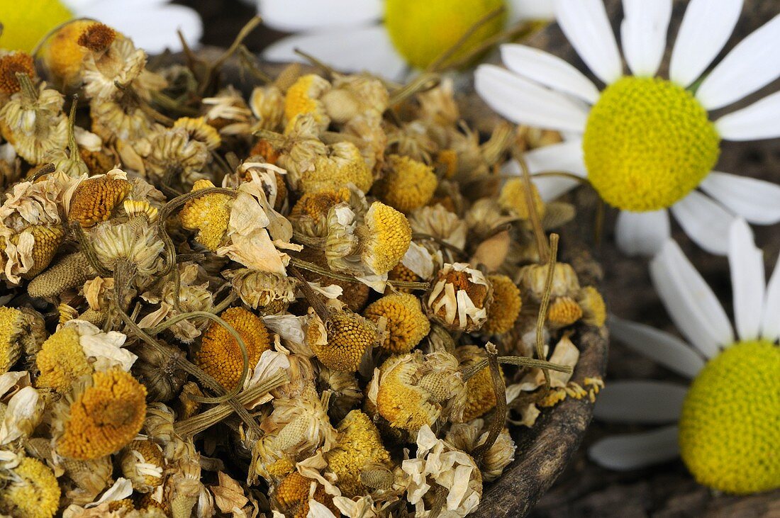 Getrocknete und frische Kamilleblüten