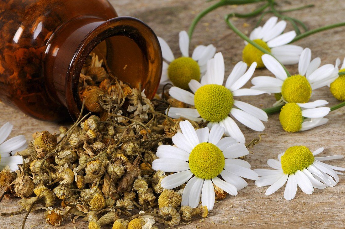 Fresh and dried chamomile flowers with upset bottle
