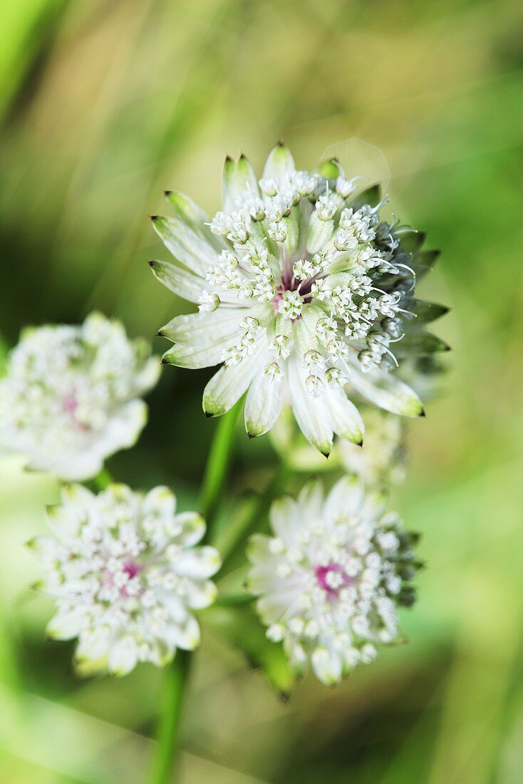 Astrantia, flowering