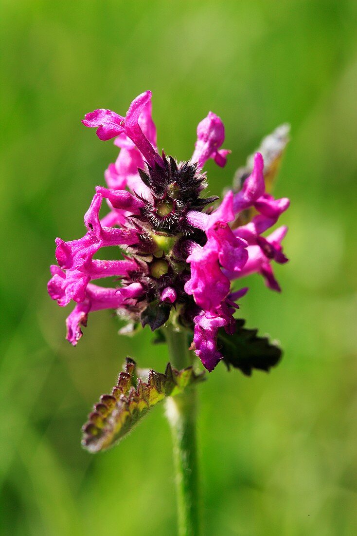 Stachys officinalis, purple betony with blossom
