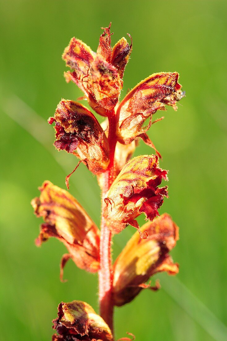 Common broomrape (flowering)