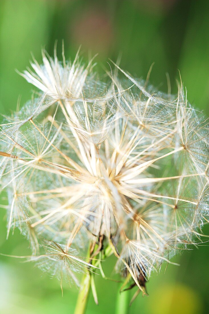 Wiesenbocksbart (Close Up)