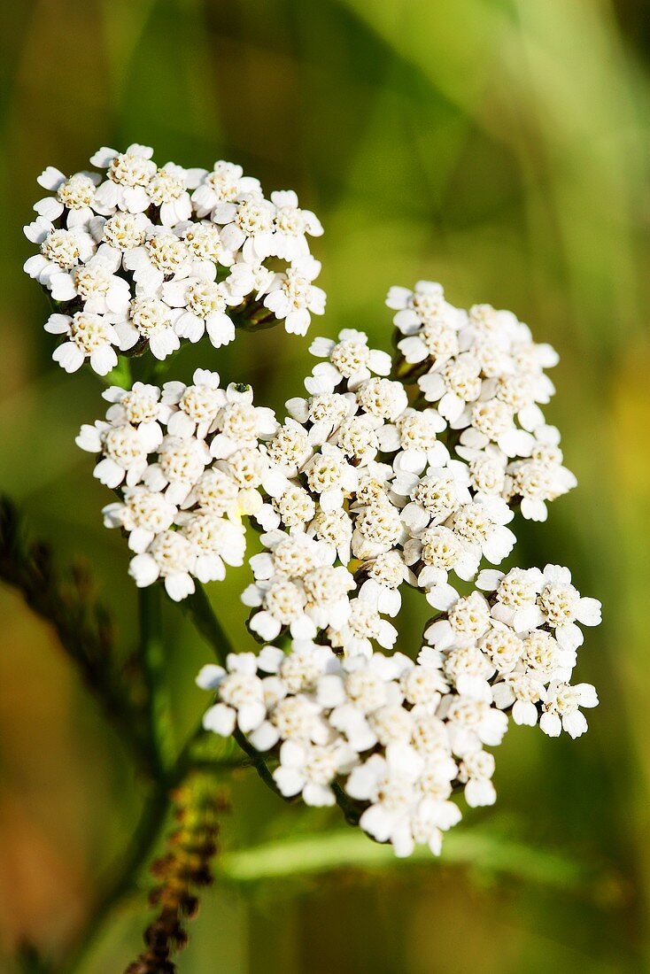 Wiesenschafgarbe (Close Up)