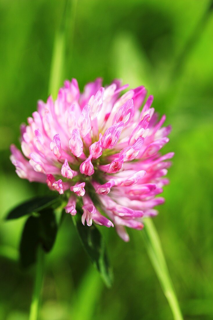 Kleeblüte (Close Up)