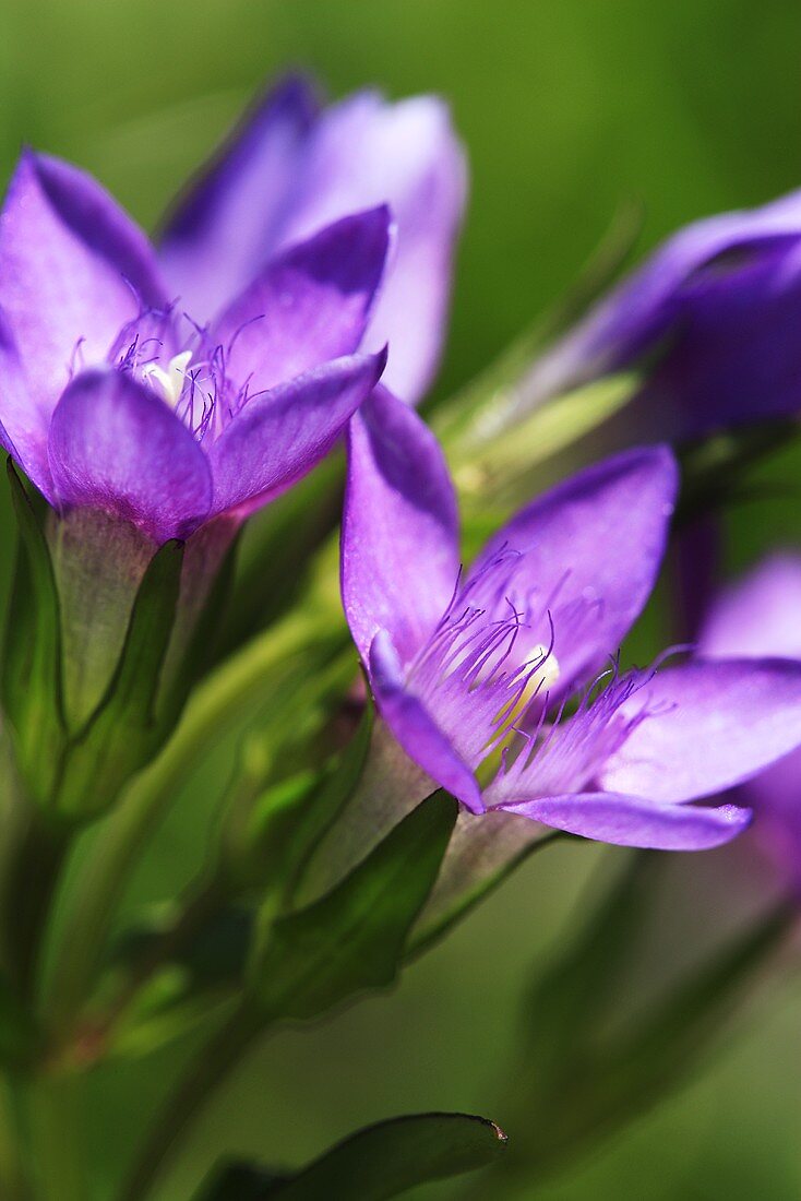 Flowering gentian (close up)