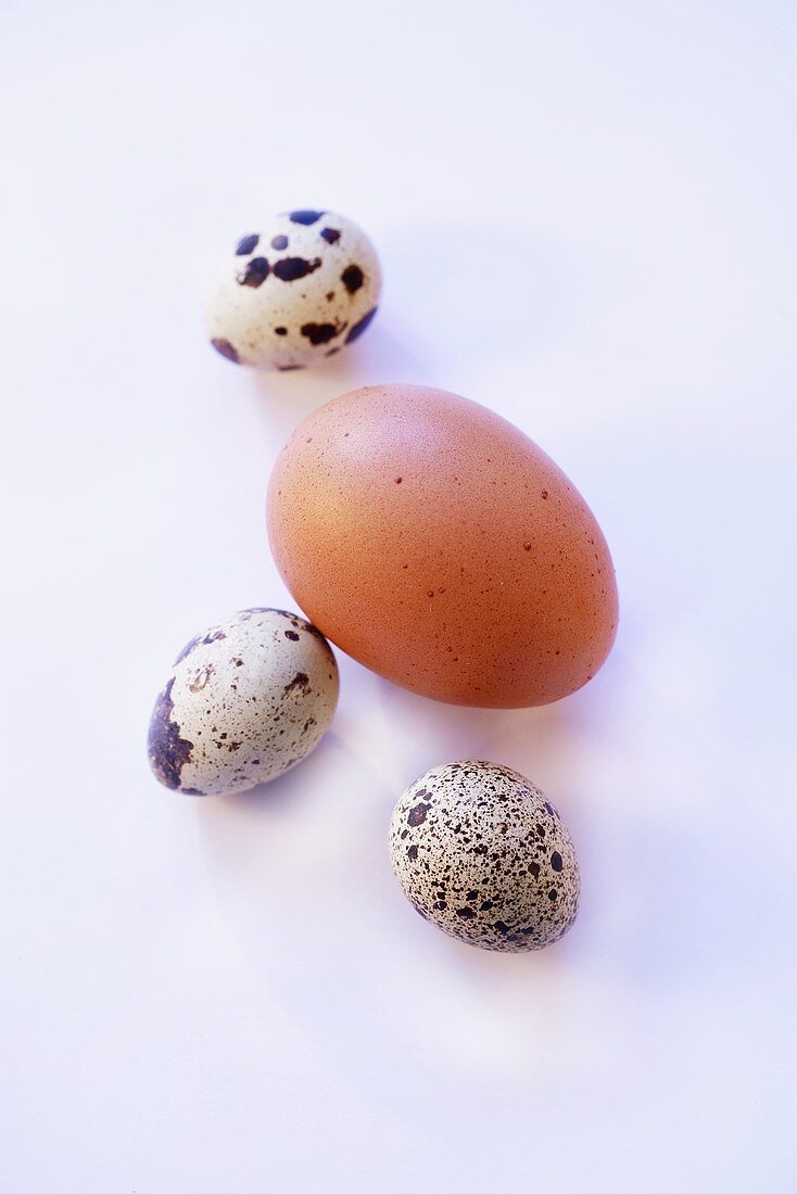 Chicken egg and quail eggs