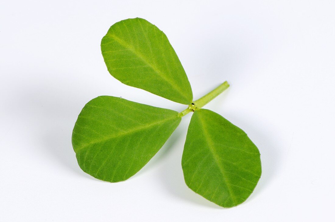 Fenugreek leaf