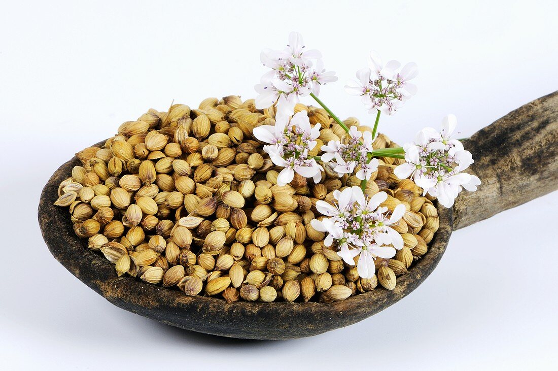 Coriander seeds with flowers on wooden spoon