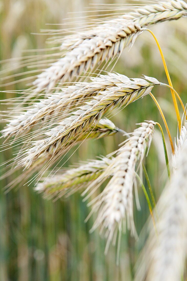 Ears of rye in the field (close-up)