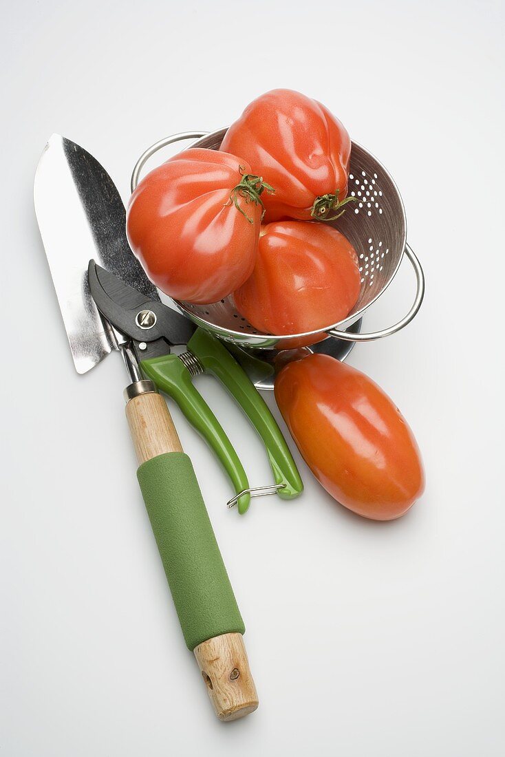 Tomaten im Küchensieb, daneben Gartenwerkzeug