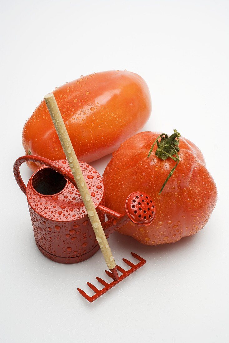 Tomatoes with drops of water, toy watering can and rake