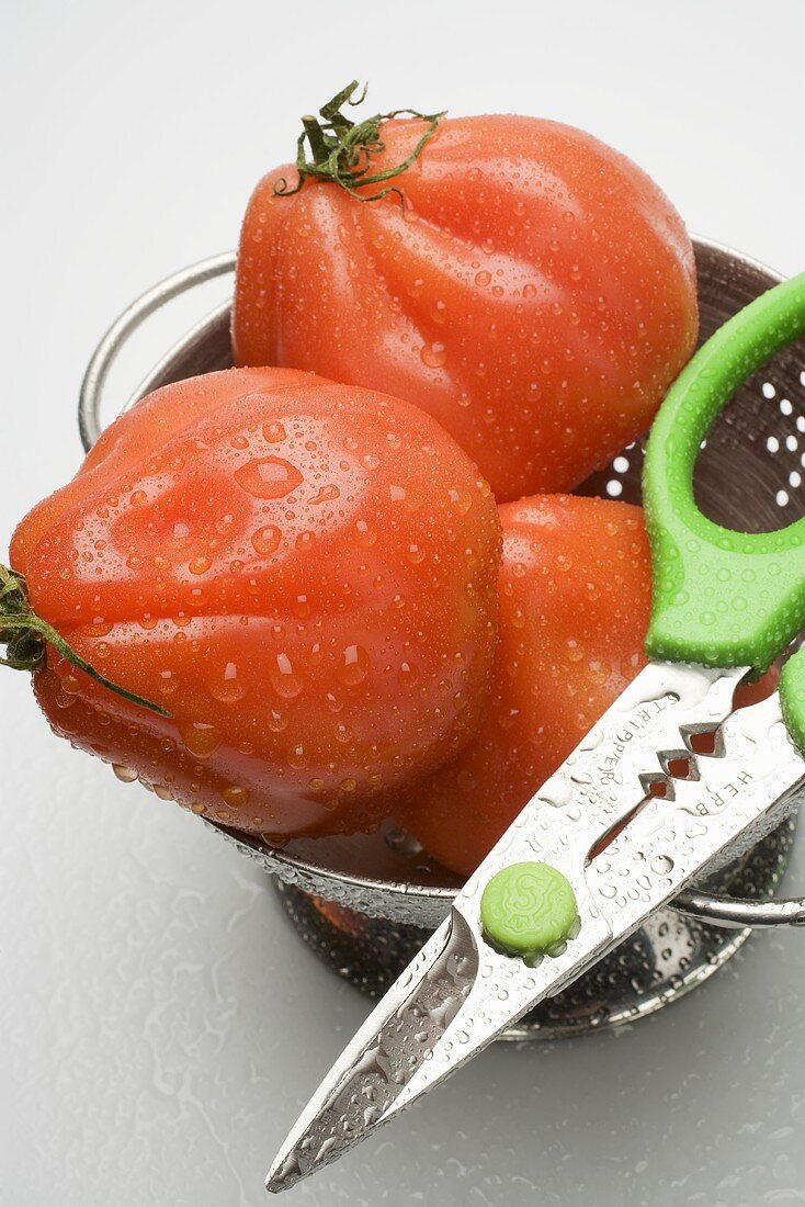 Tomatoes with drops of water in colander, herb scissors