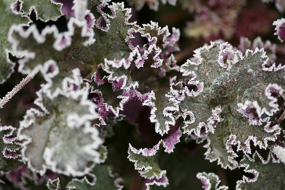 Heuchera with hoar frost