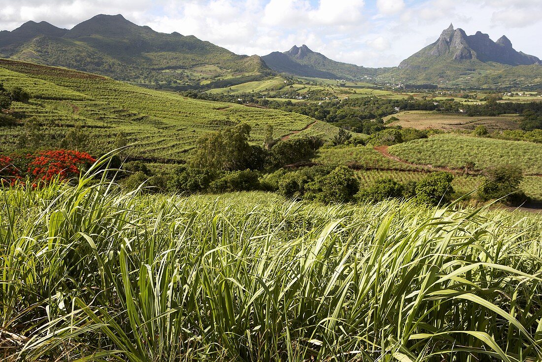 Sugar cane plantation on Mauritius