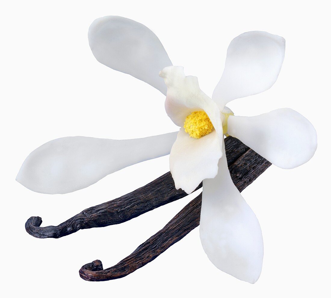 Vanilla pods and orchid