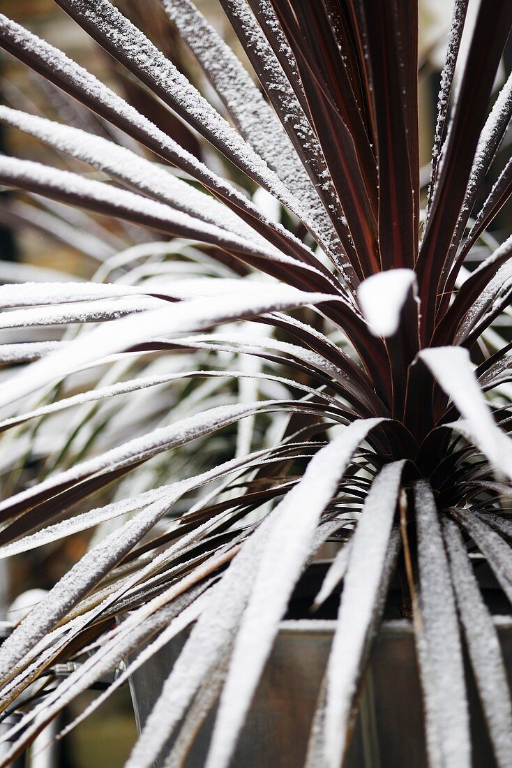 Garden plant with hoar frost