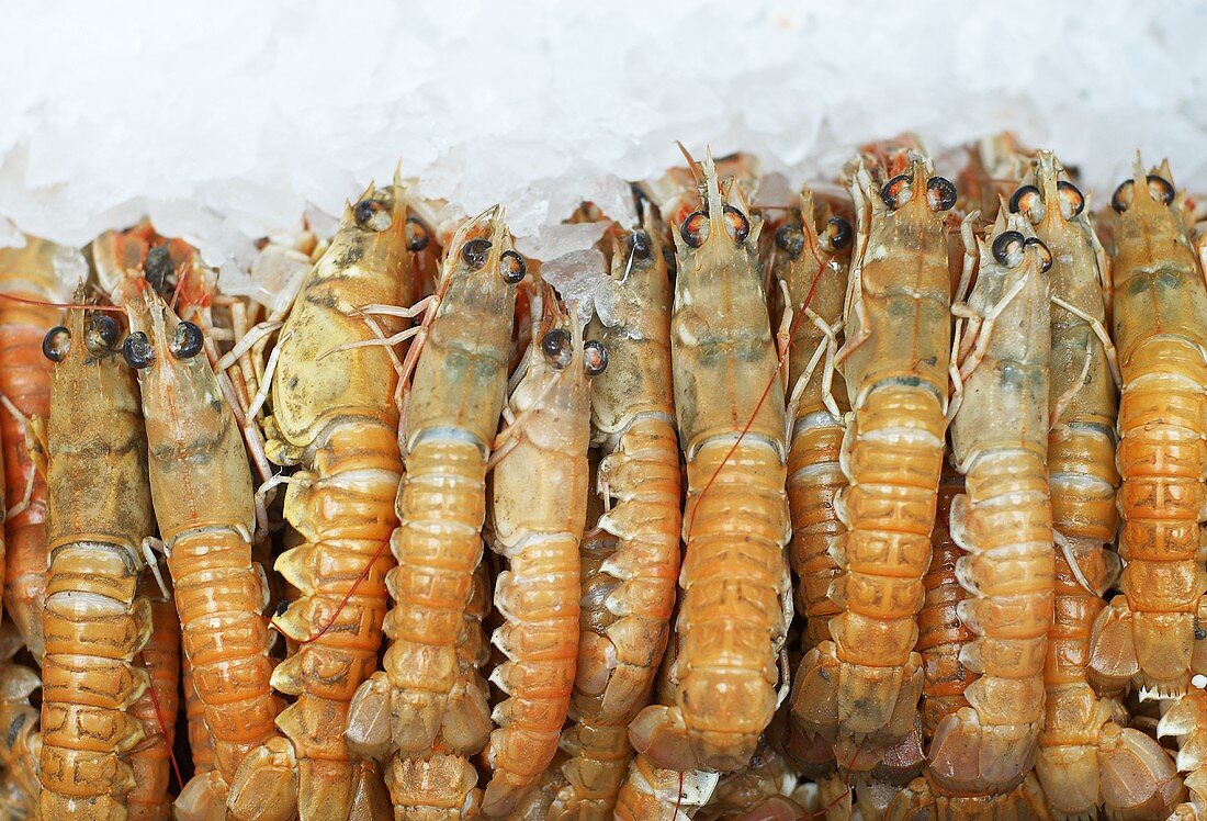 Raw king prawns on ice