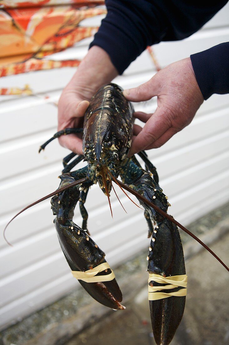 Man holding live lobster in his hands (Jersey, Channel Islands)