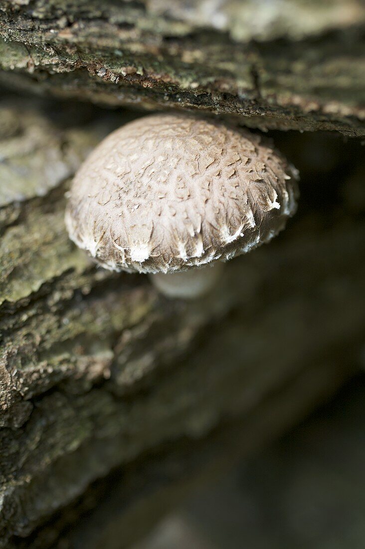 Shiitake mushroom on a tree trunk