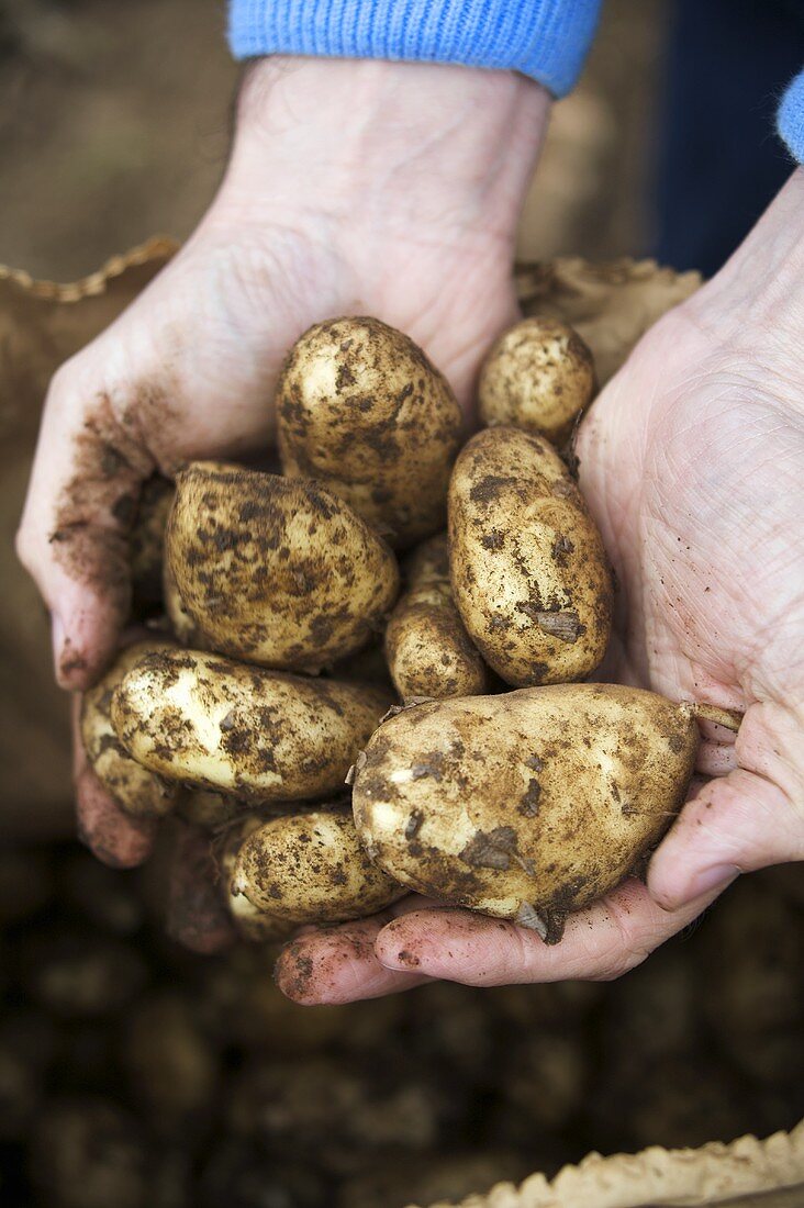 Hand hält frisch geerntete Jersey Royals in den Händen