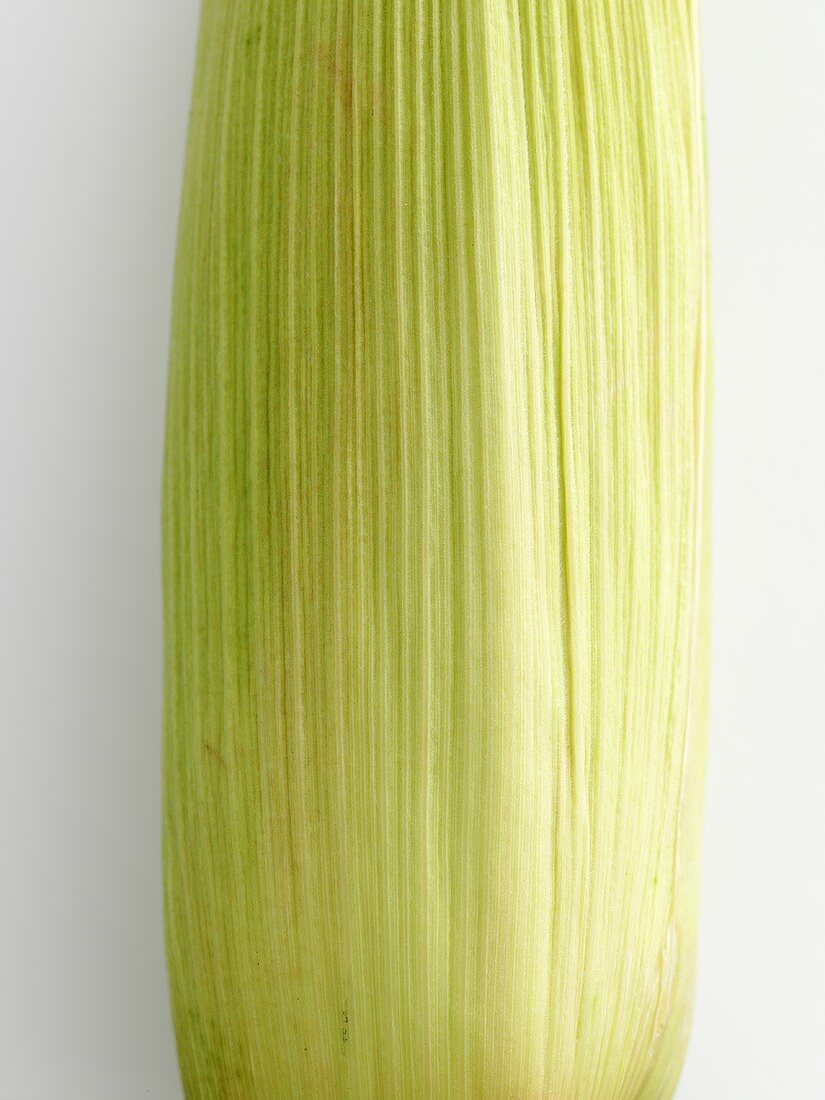 Maiskolben mit Blatt (Ausschnitt)