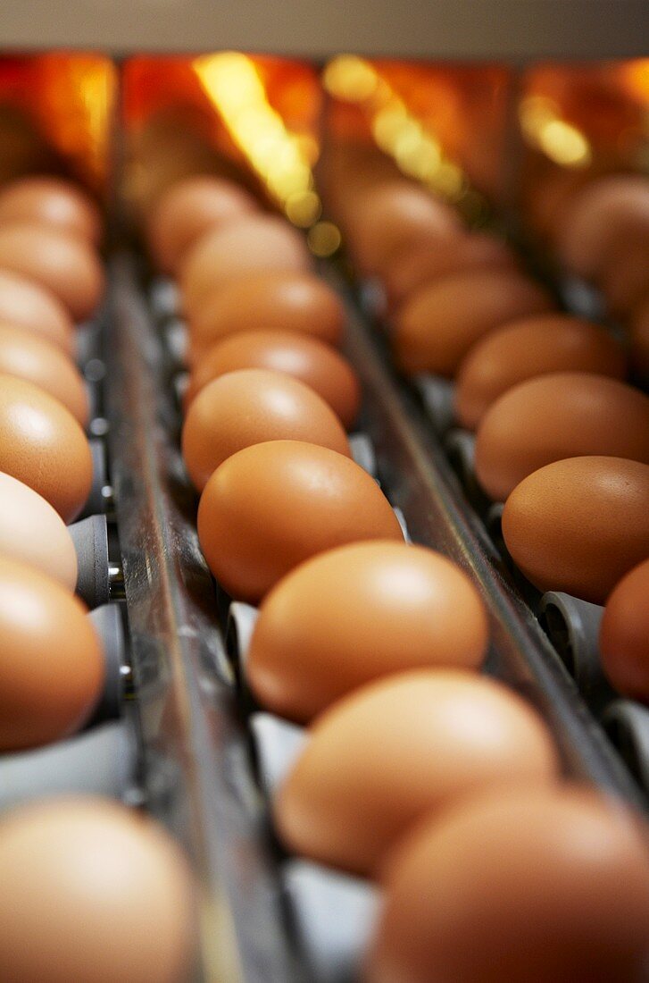 Eier werden auf einer Hühnerfarm sortiert
