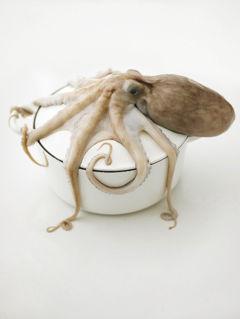 Octopus does not want to end in the pot