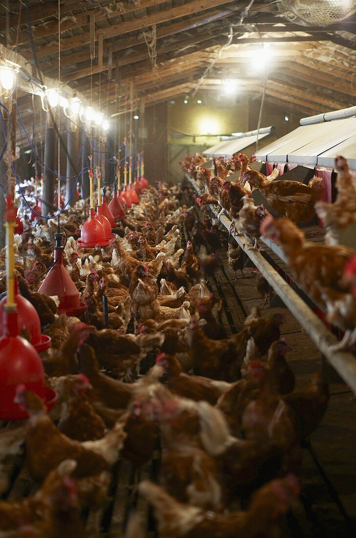Hens on a hen farm