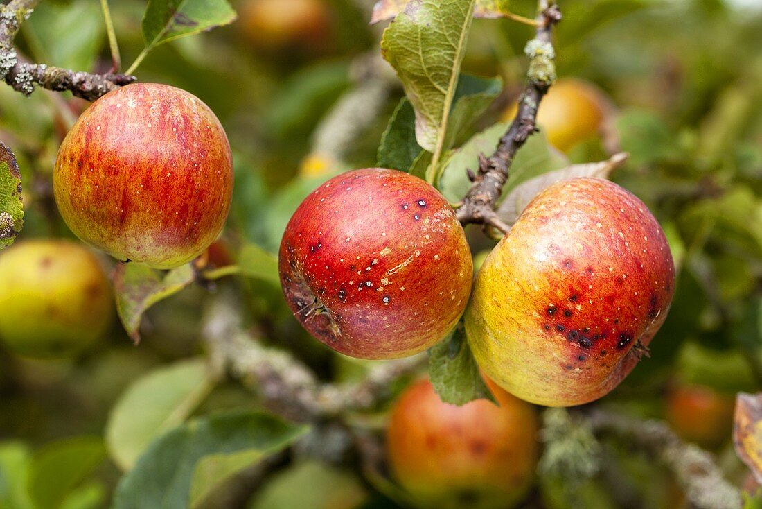 Biologische Äpfel am Baum in einem Obstgarten