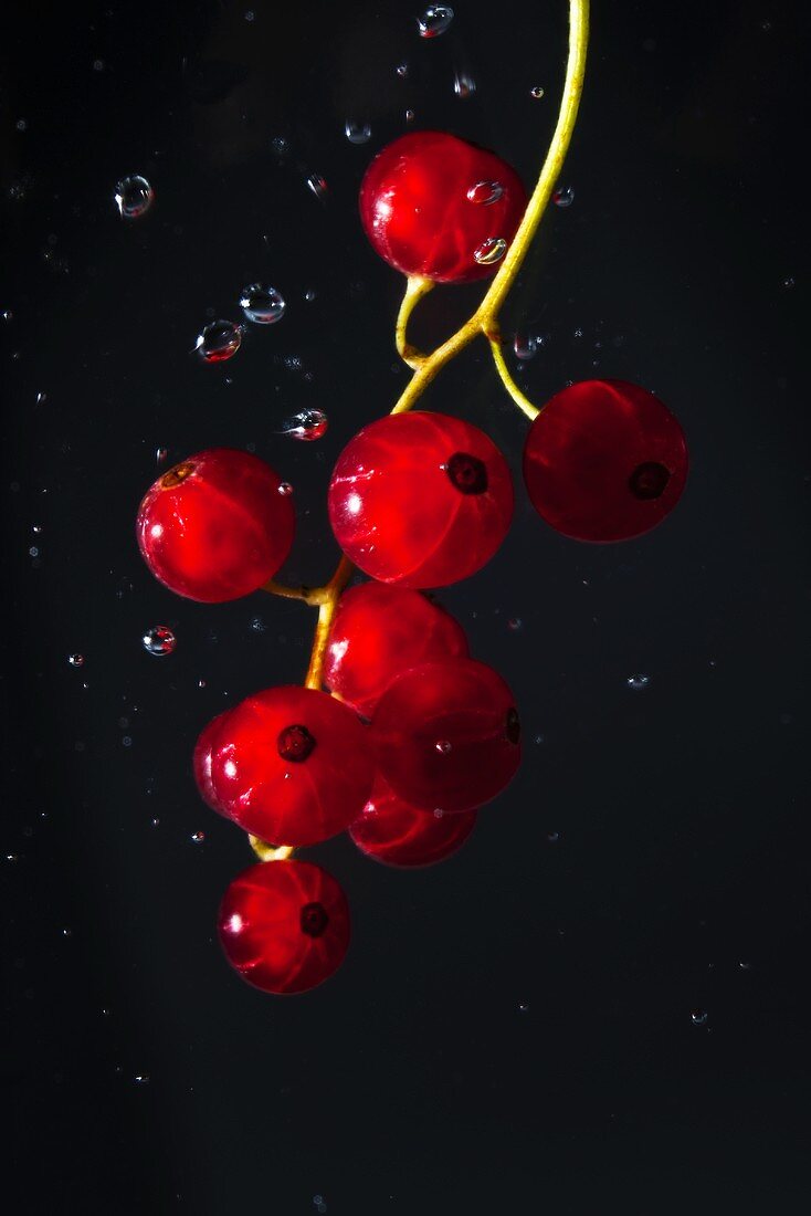 Redcurrants in water