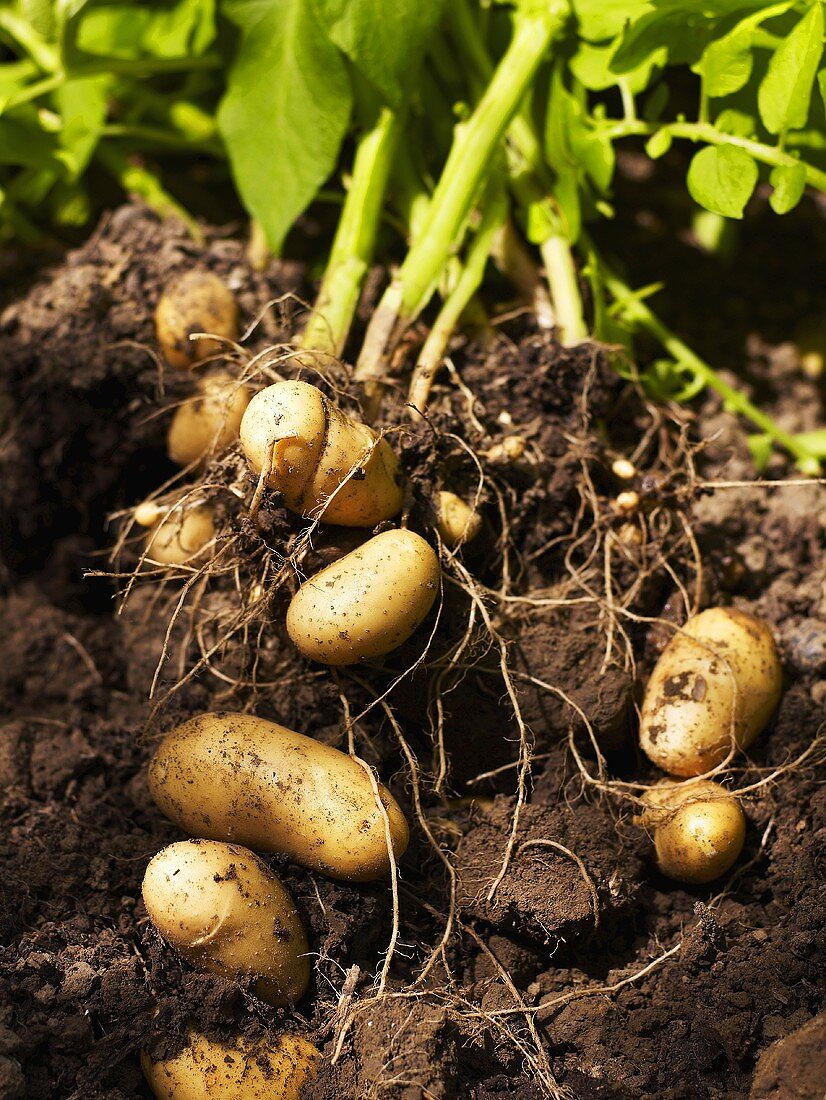 Neue Kartoffeln in umgegrabener Erde