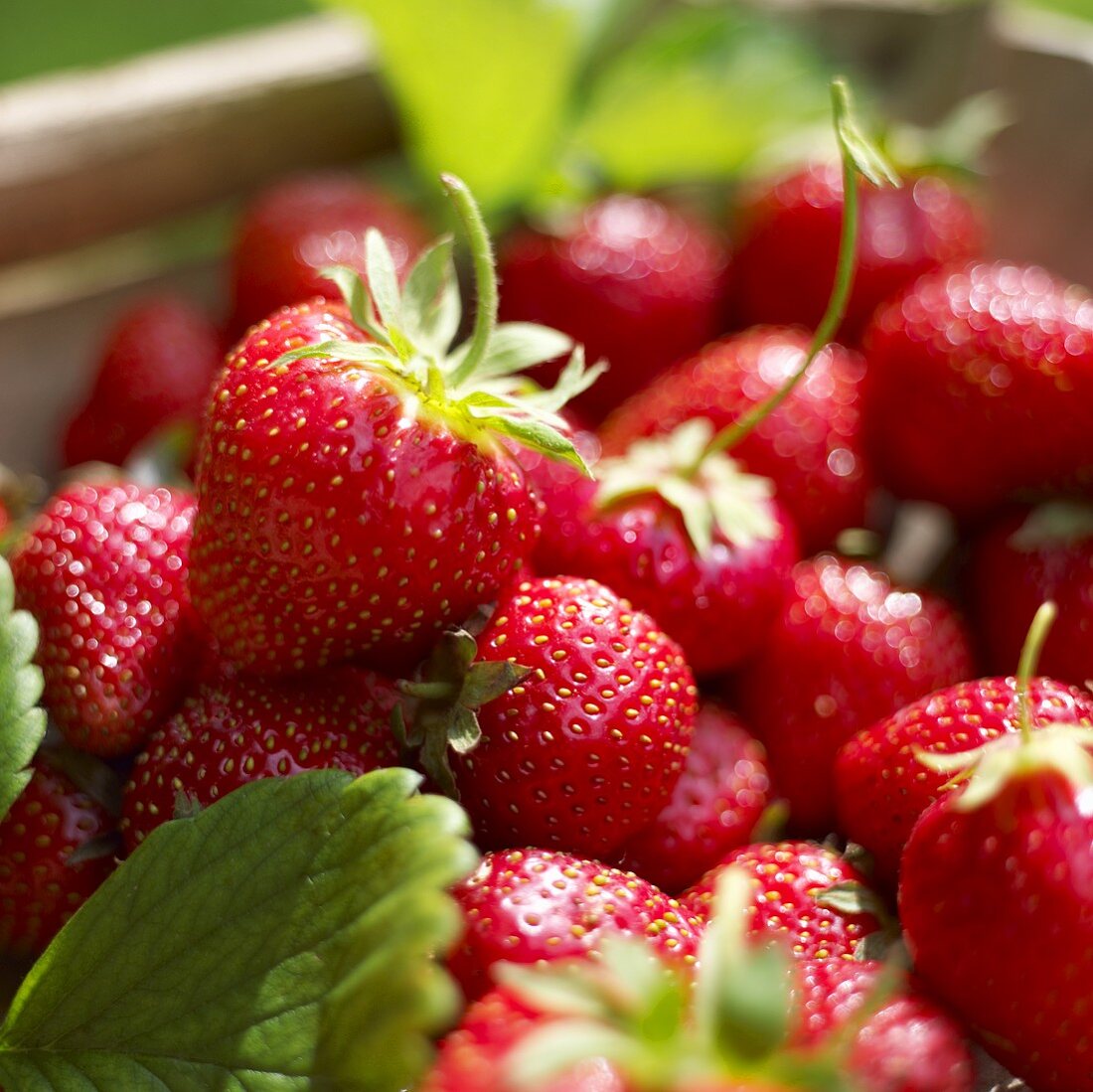 Frische Erdbeeren in Steige (Nahaufnahme)