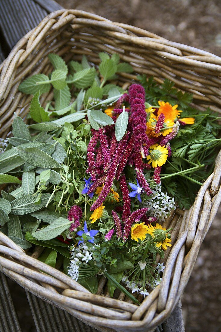 Fresh herbs and flowers in basket