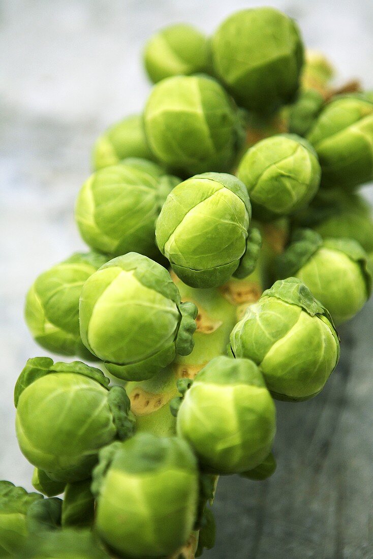Brussels sprout (close-up)