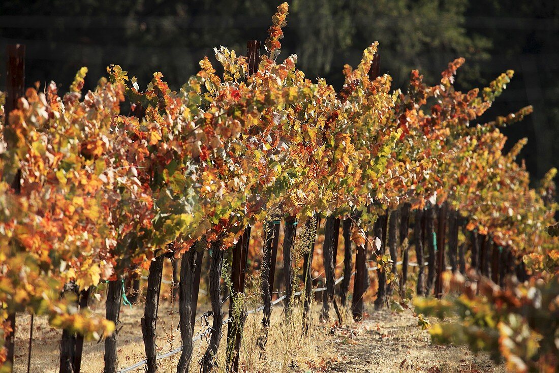 Vineyard in autumn, Central Coast, California, USA