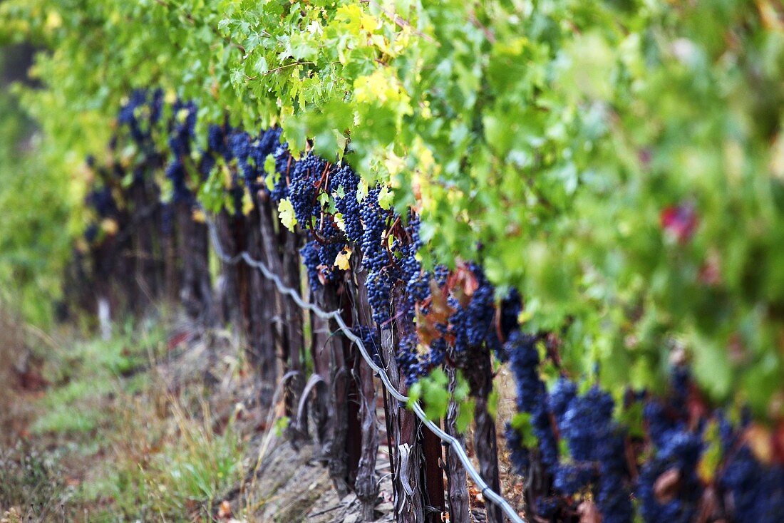 Zinfandel grapes on the vine, De Loach Vineyards, Sonoma, California