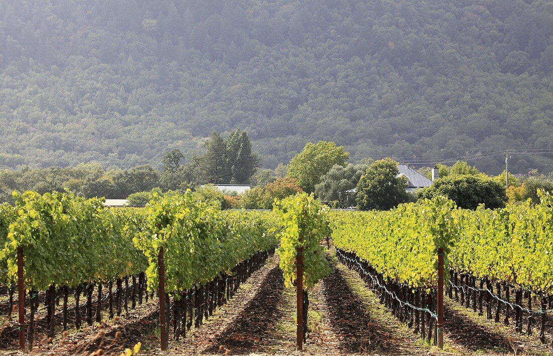 Zinfandel grapes, Napa Valley, California, USA