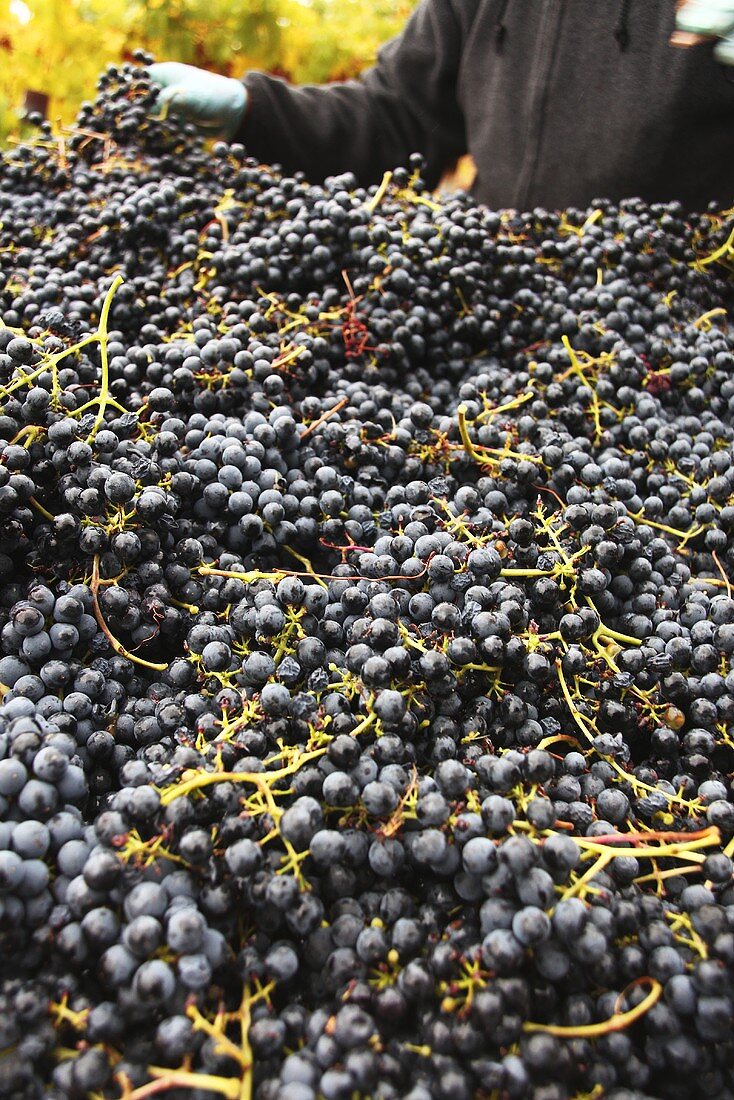 Pinot Noir grapes after picking