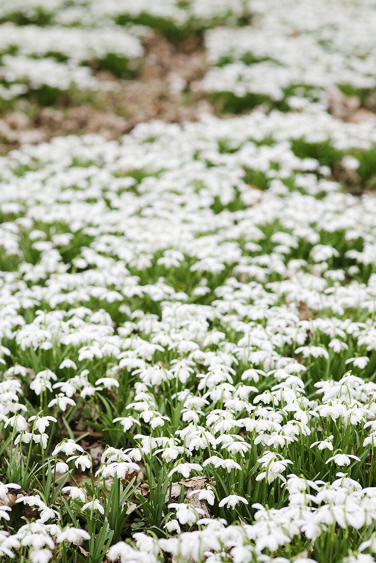 Carpet of snowdrops