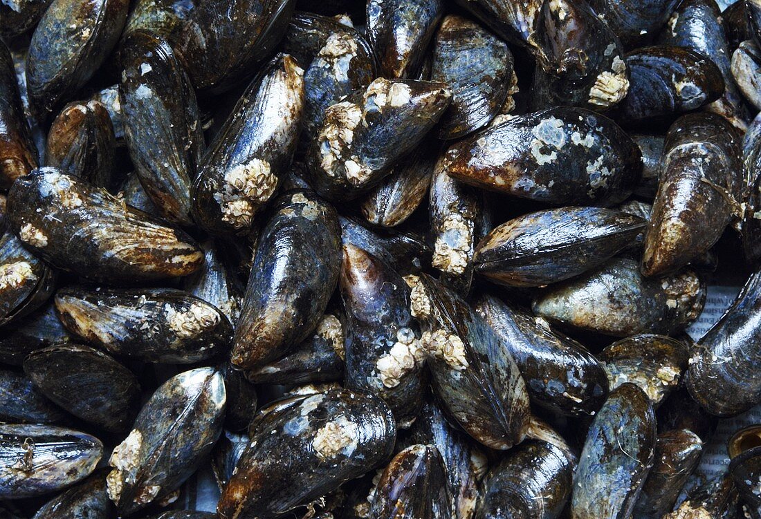 Mussels (macro zoom)