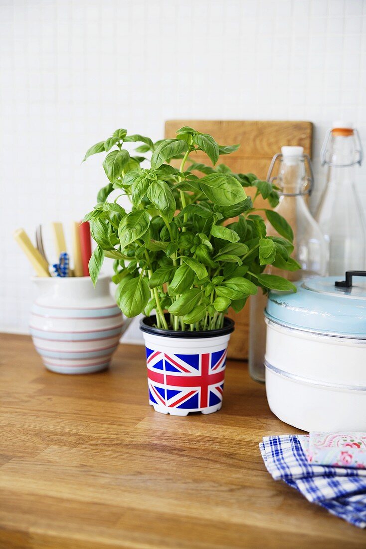 Fresh basil in a pot in the kitchen