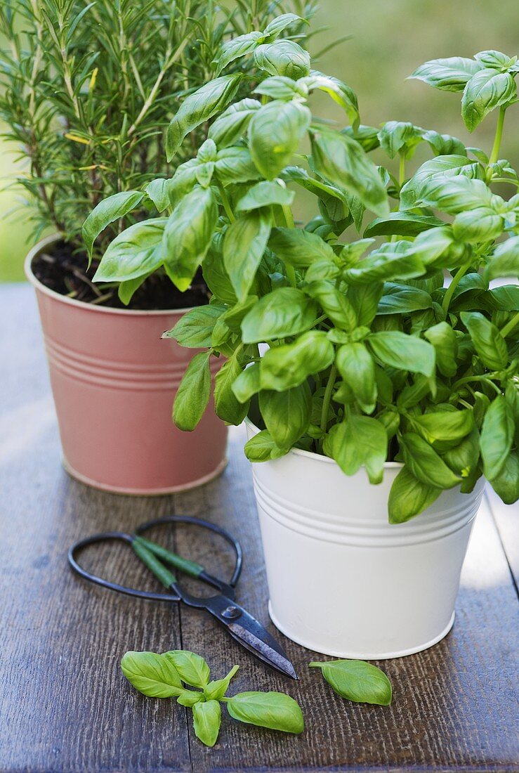 Basil and rosemary in pots