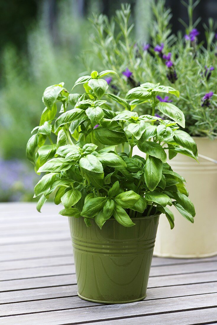 Basil and lavender in pots on a garden table
