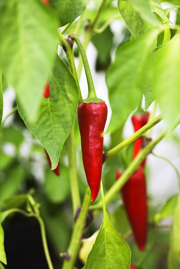 Red chilli peppers in the vine