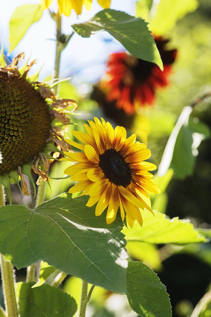 Sonnenblumen