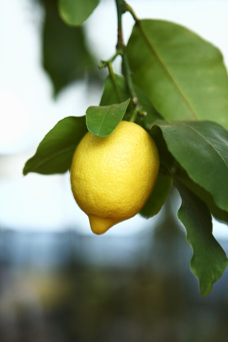 Eine Zitrone am Baum