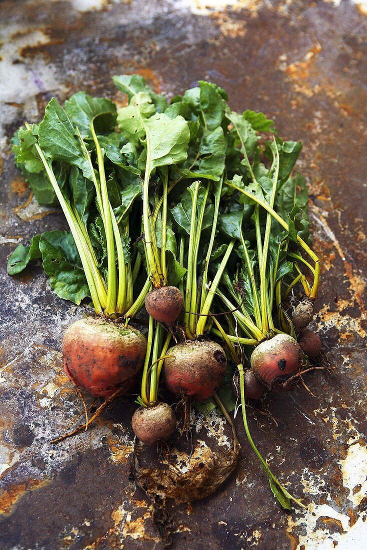 Golden beetroot