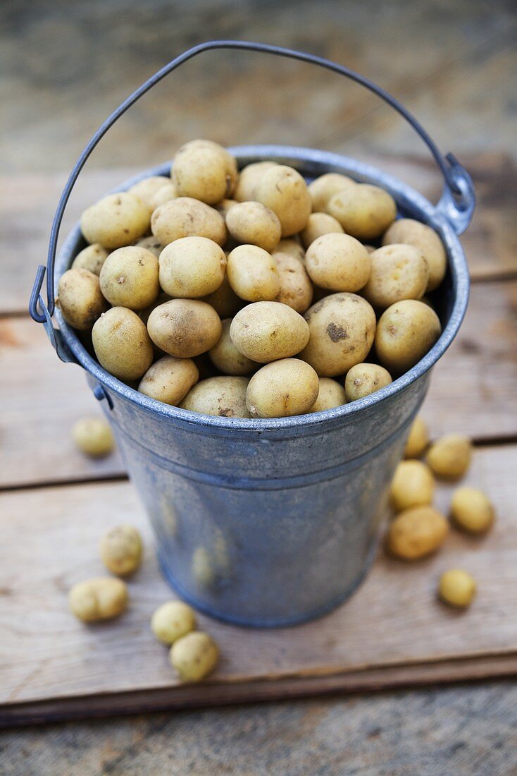 Frisch geerntete Kartoffeln in einem Eimer