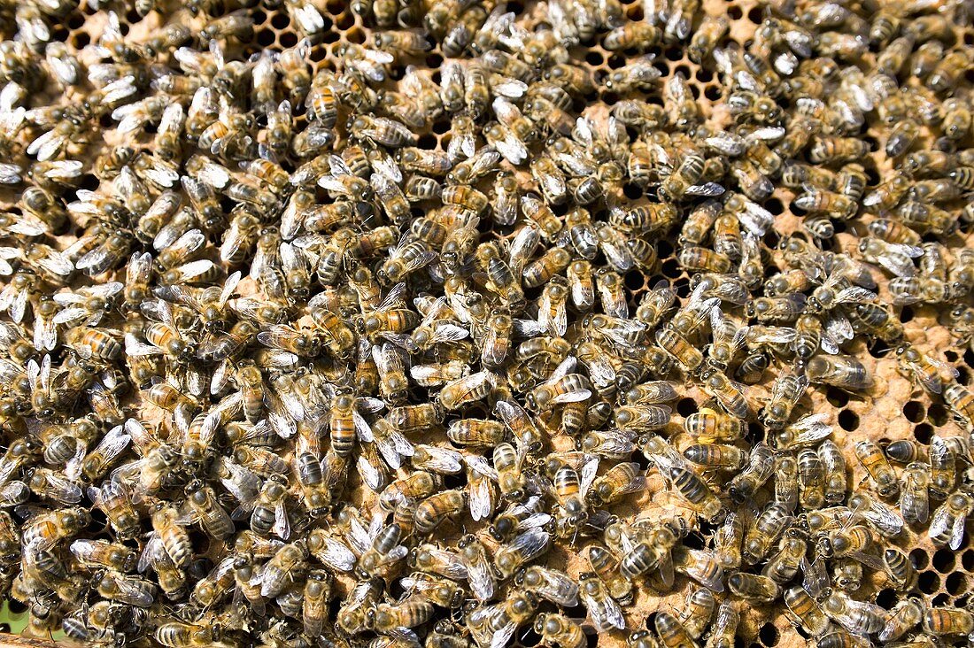 Viele Bienen auf Bienenwabe